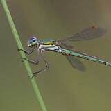 Insects